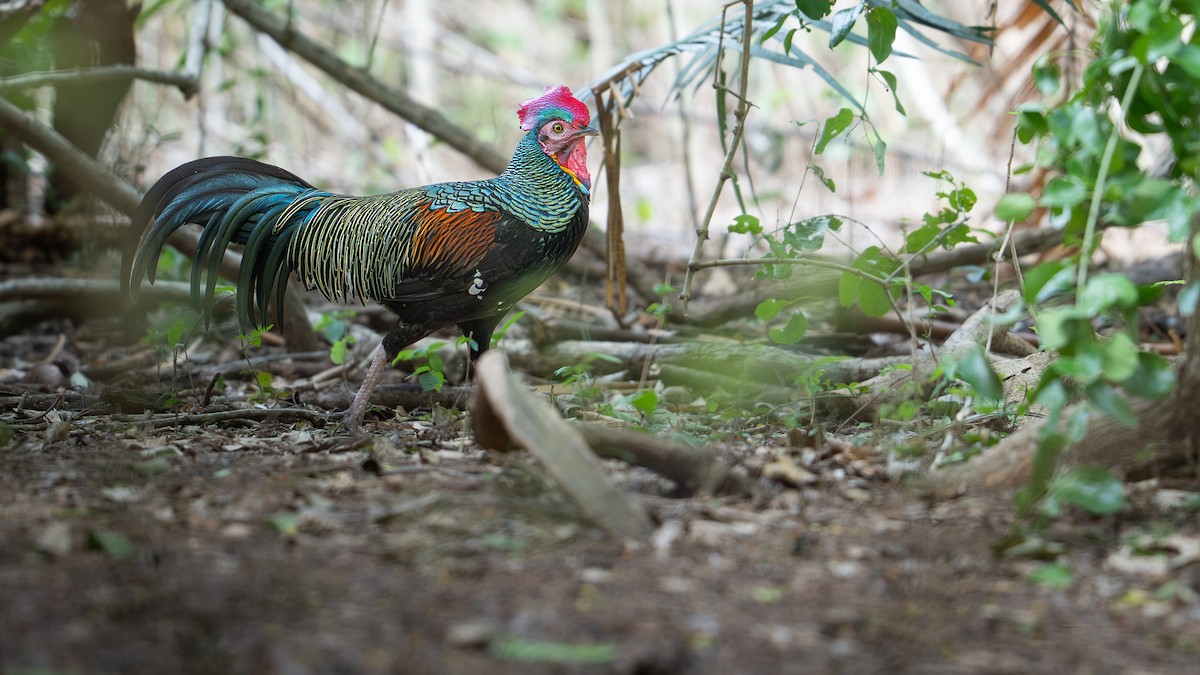 Green Junglefowl - ML646999440