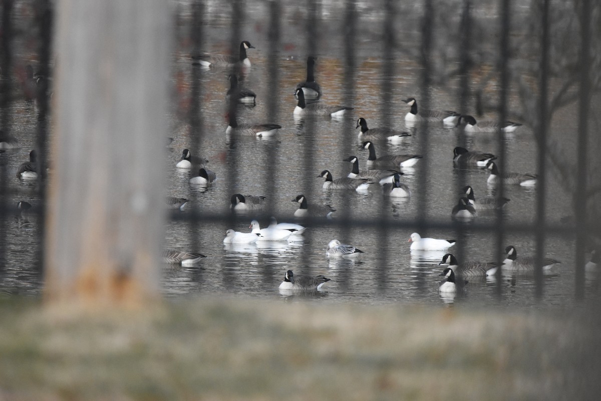 Ross's Goose - ML646999441