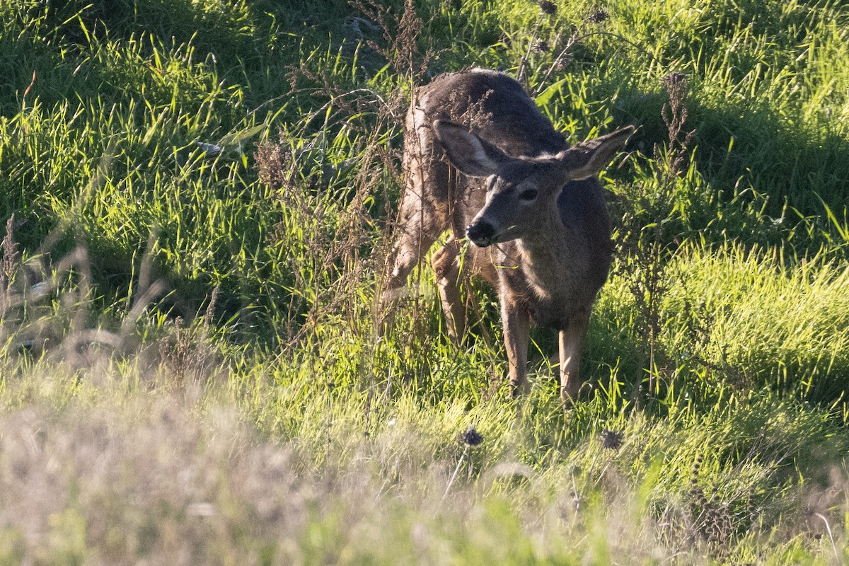 Mule Deer - ML646999442