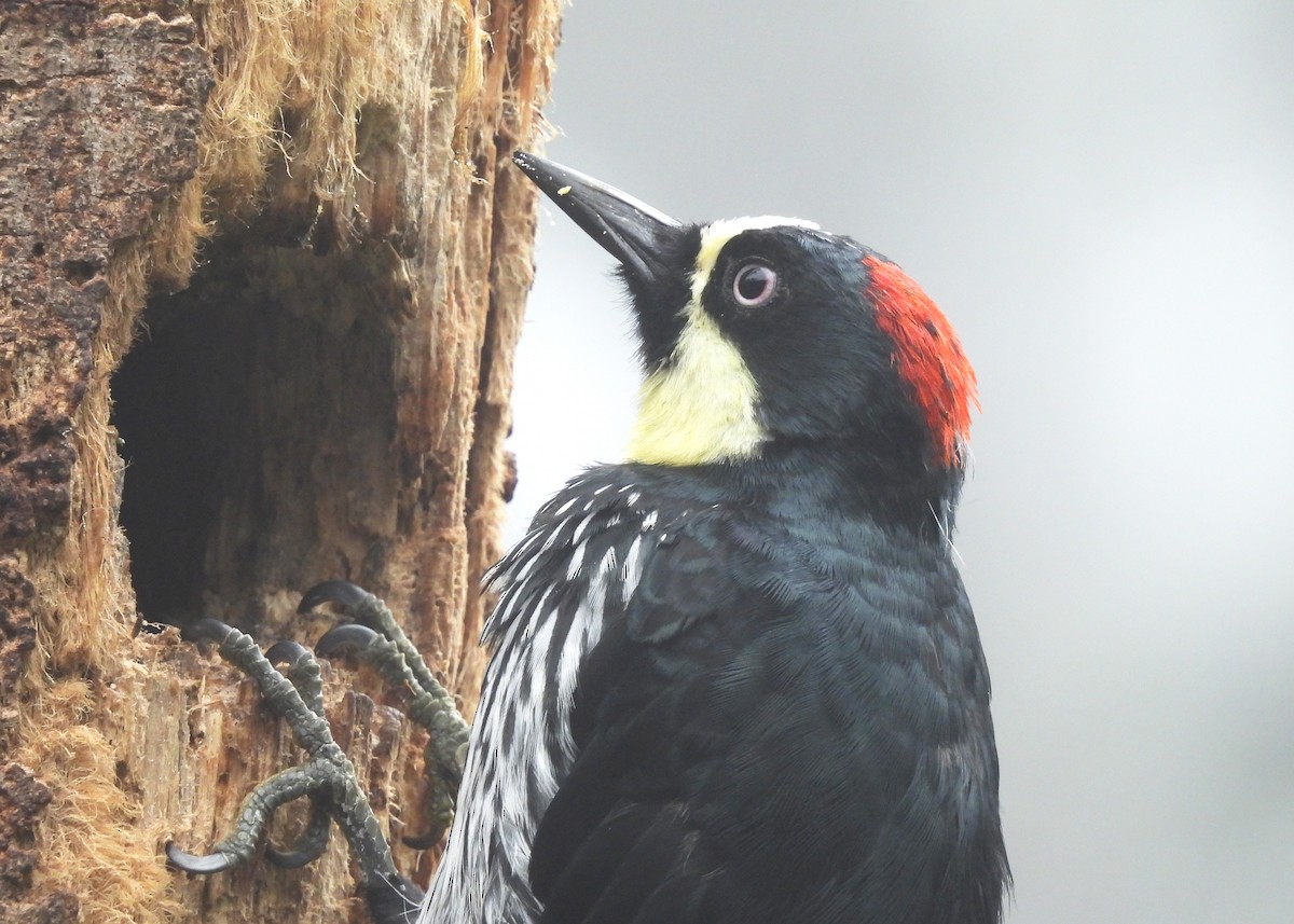 Acorn Woodpecker - ML646999445