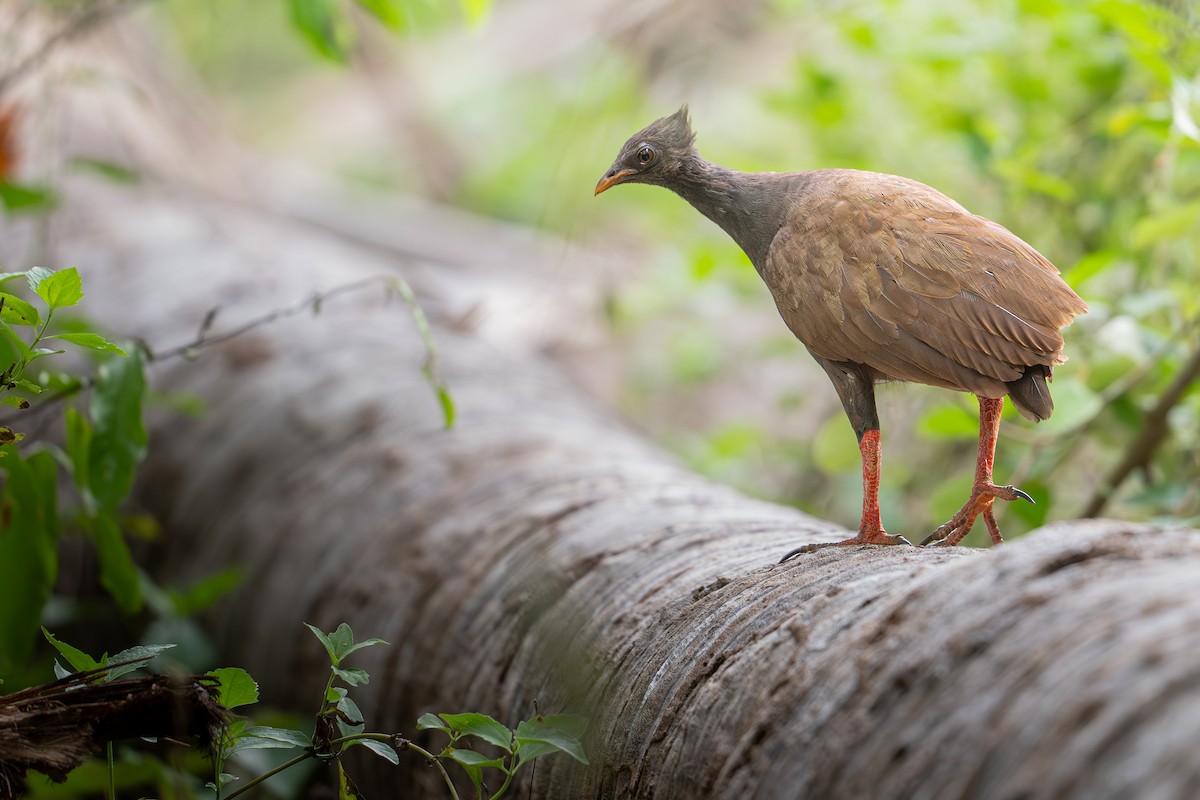 Orange-footed Megapode - ML646999446