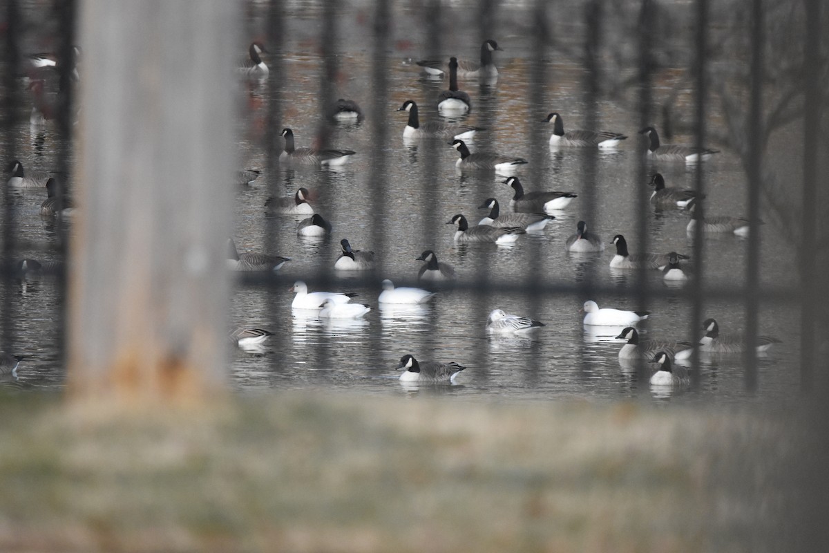 Oca delle nevi - ML646999447