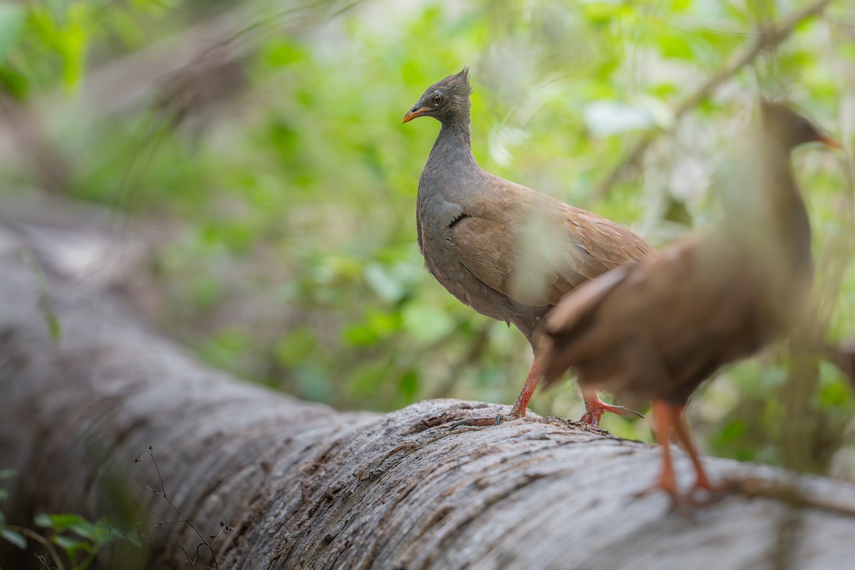 Orange-footed Megapode - ML646999448