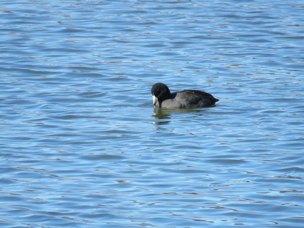 American Coot (Red-shielded) - ML646999450