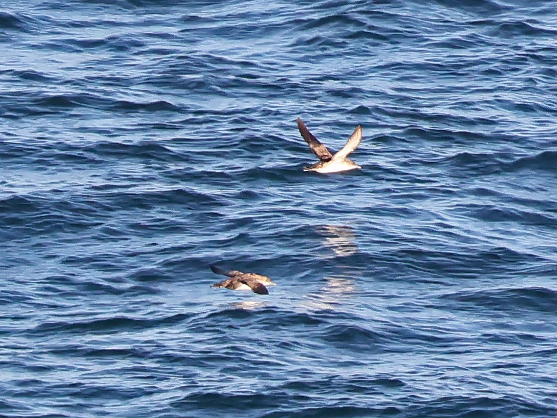 Balearic Shearwater - ML646999451