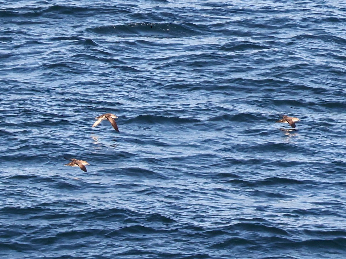 Balearic Shearwater - ML646999452