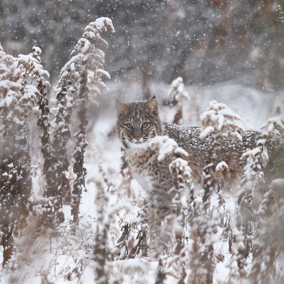 Eastern Bobcat - ML646999458