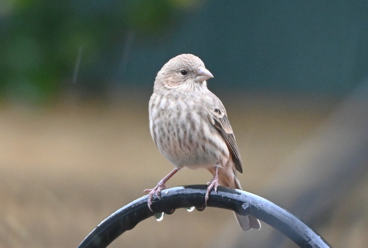 メキシコマシコ - ML646999462