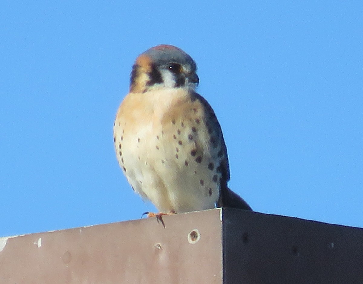 American Kestrel - ML646999463