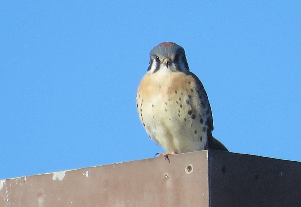 American Kestrel - ML646999464
