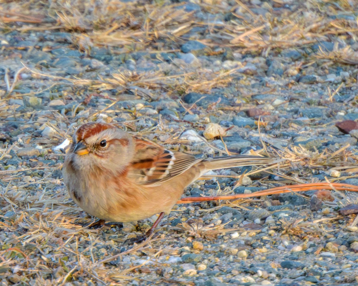 Воробьиная овсянка - ML646999472