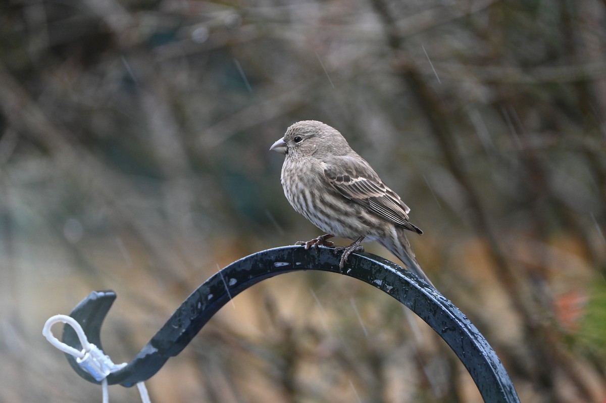 メキシコマシコ - ML646999473