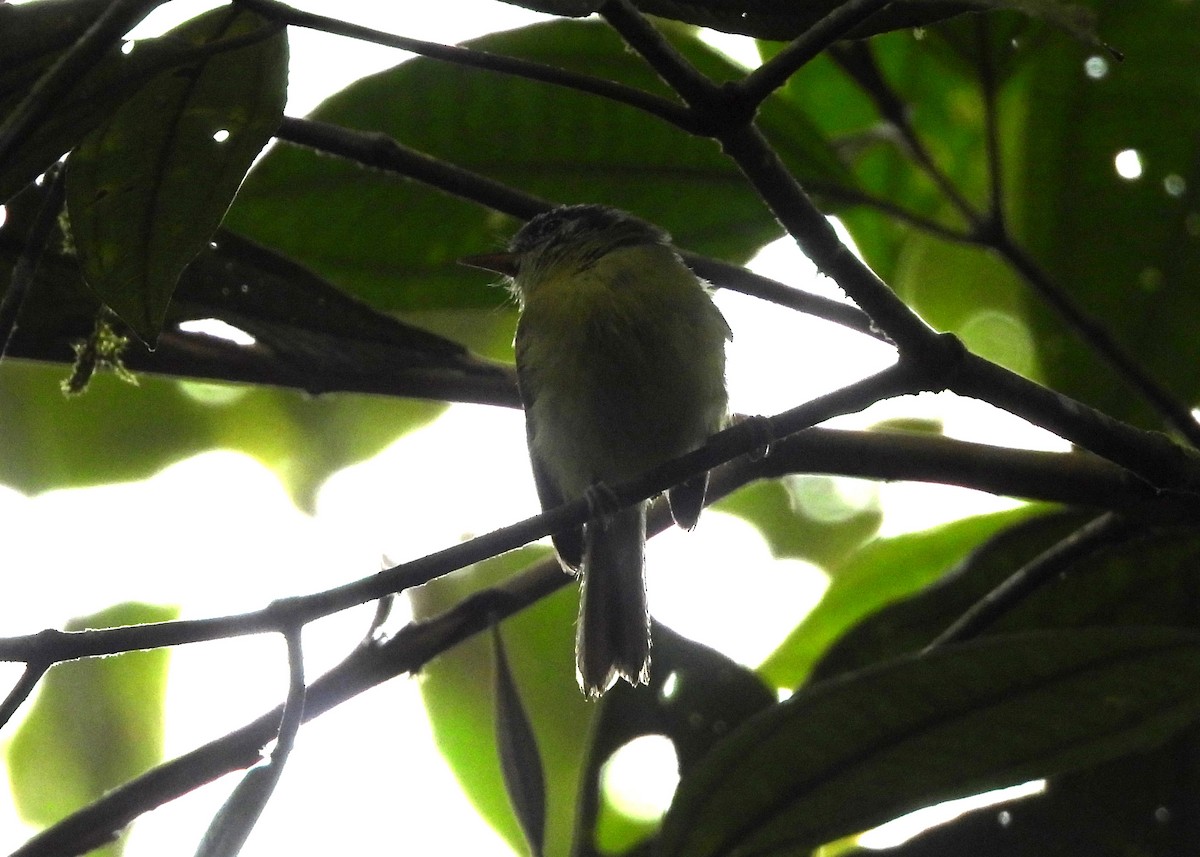 Variegated Bristle-Tyrant - ML646999476