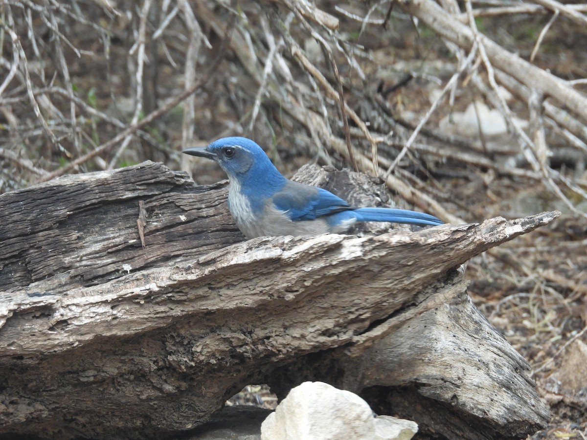 sojka vnitrozemská - ML646999483