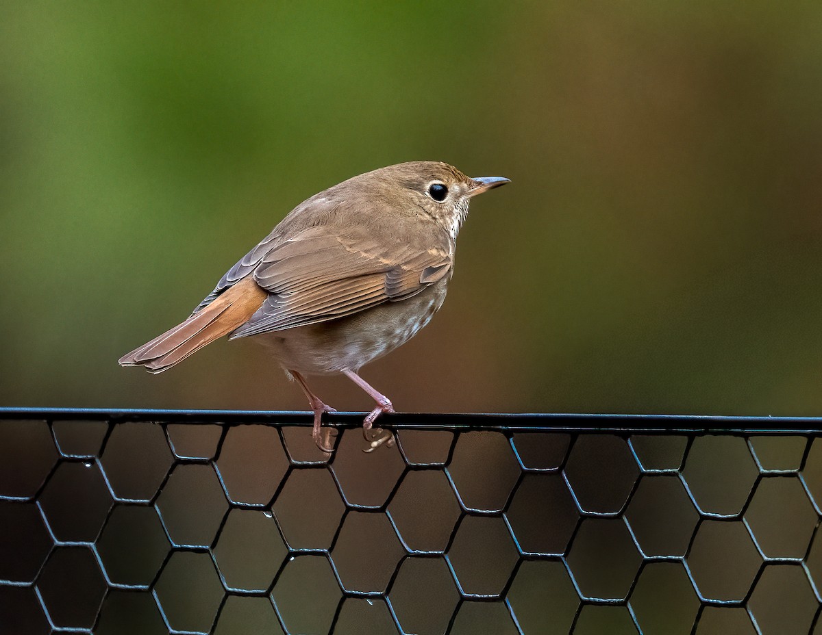 Hermit Thrush - ML646999502