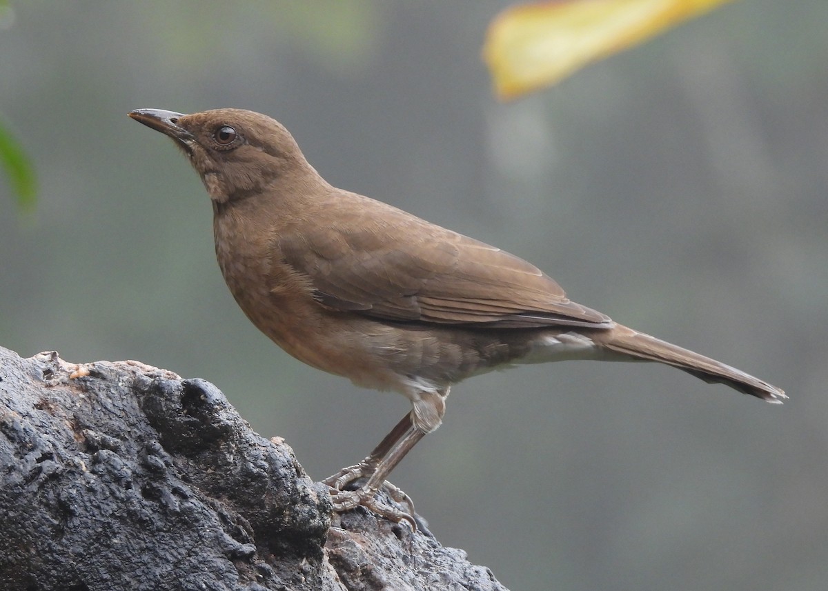 Black-billed Thrush - ML646999503