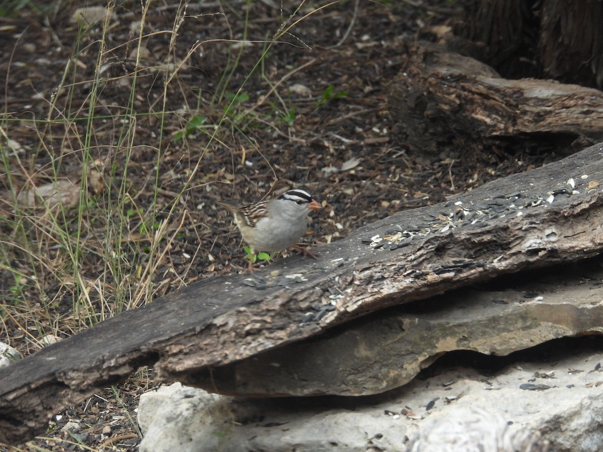 strnadec bělopásý - ML646999504