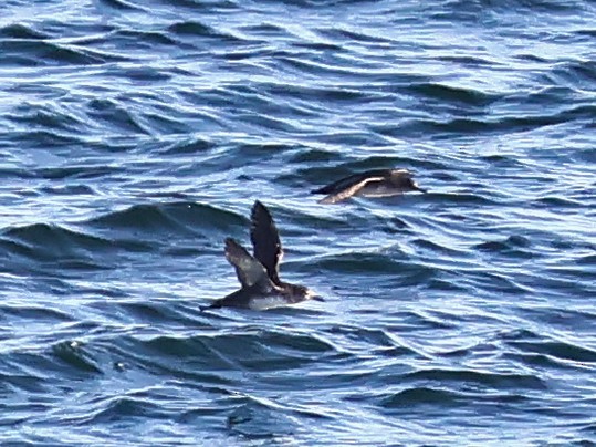 Balearic Shearwater - ML646999506