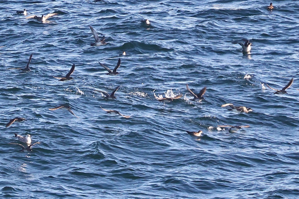 Balearic Shearwater - ML646999507