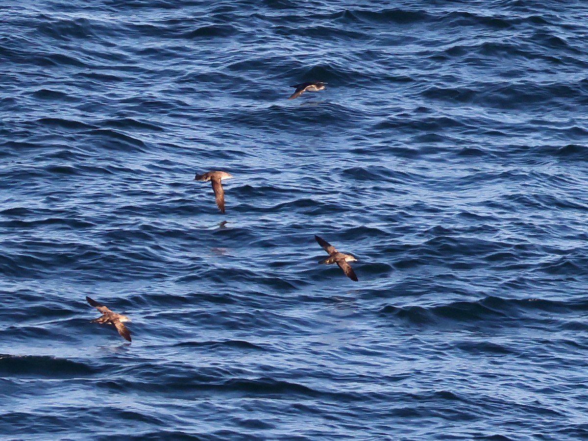 Balearic Shearwater - ML646999508