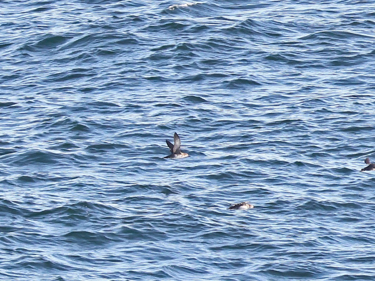 Balearic Shearwater - ML646999509