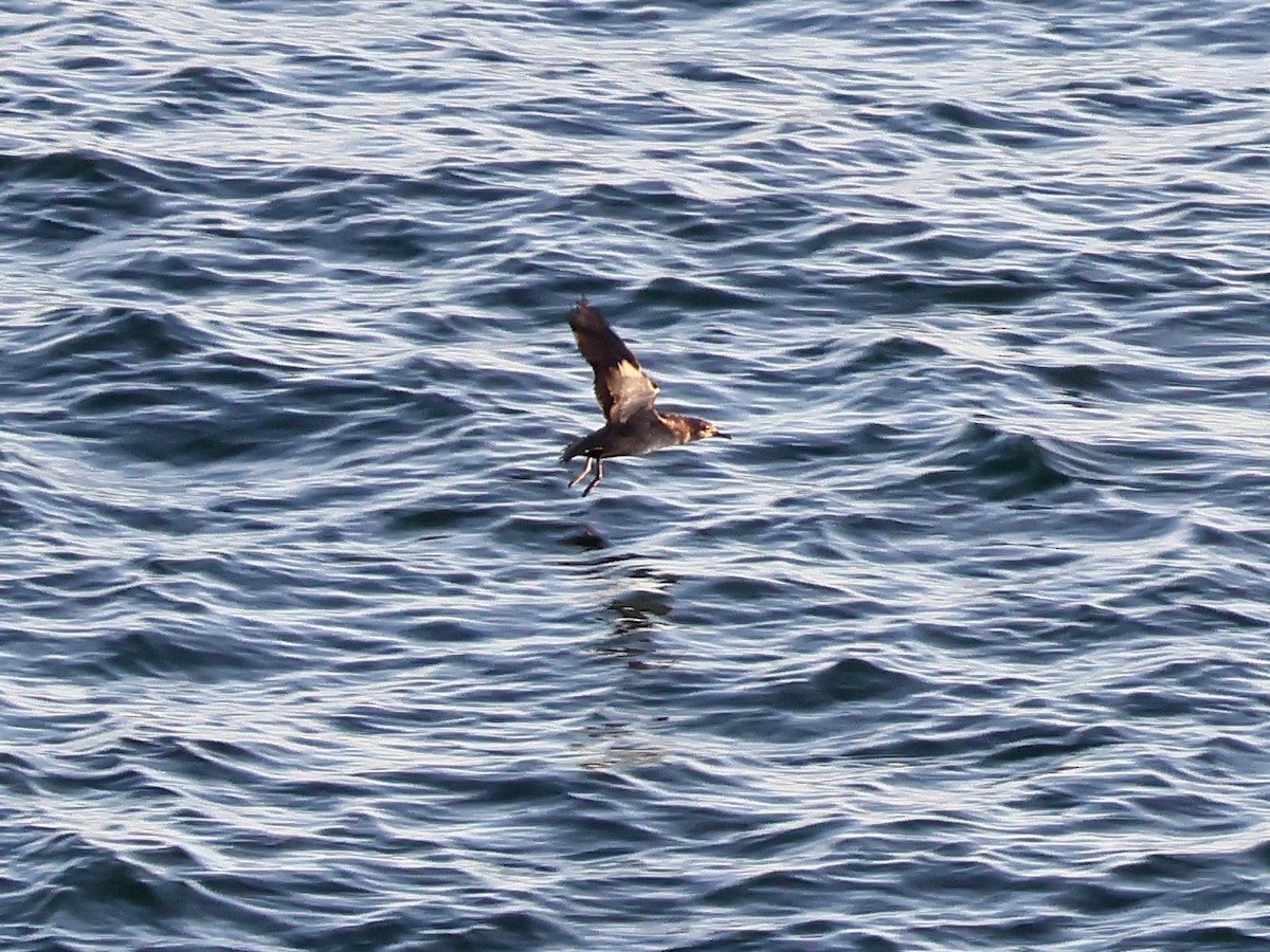 Balearic Shearwater - ML646999510