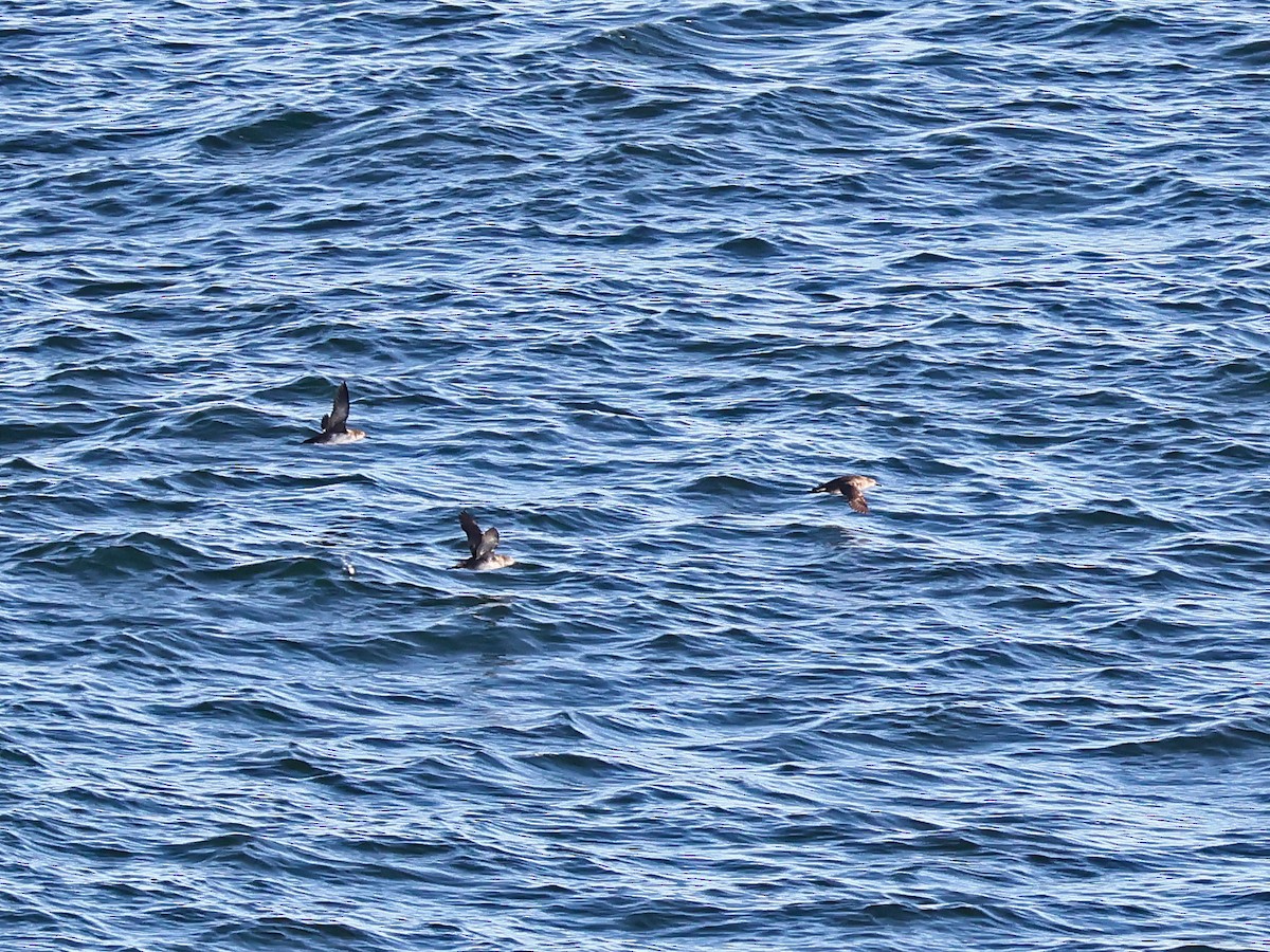 Balearic Shearwater - ML646999511