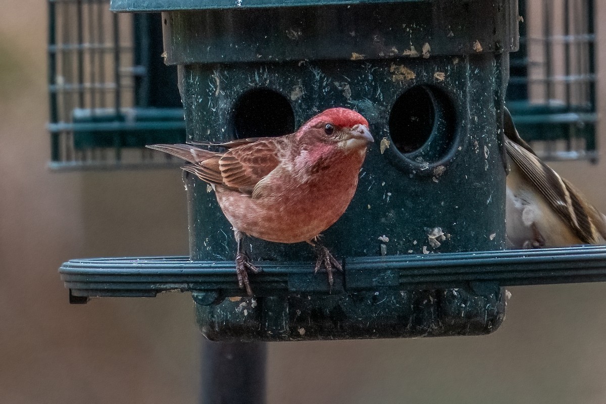 Purple Finch - ML646999514