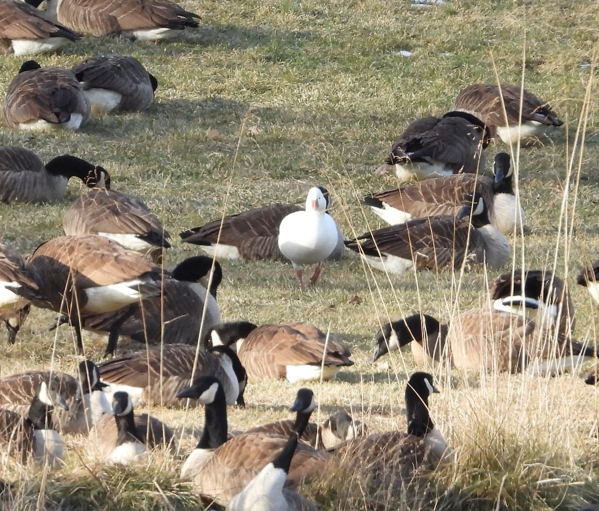 Ross's Goose - ML646999515