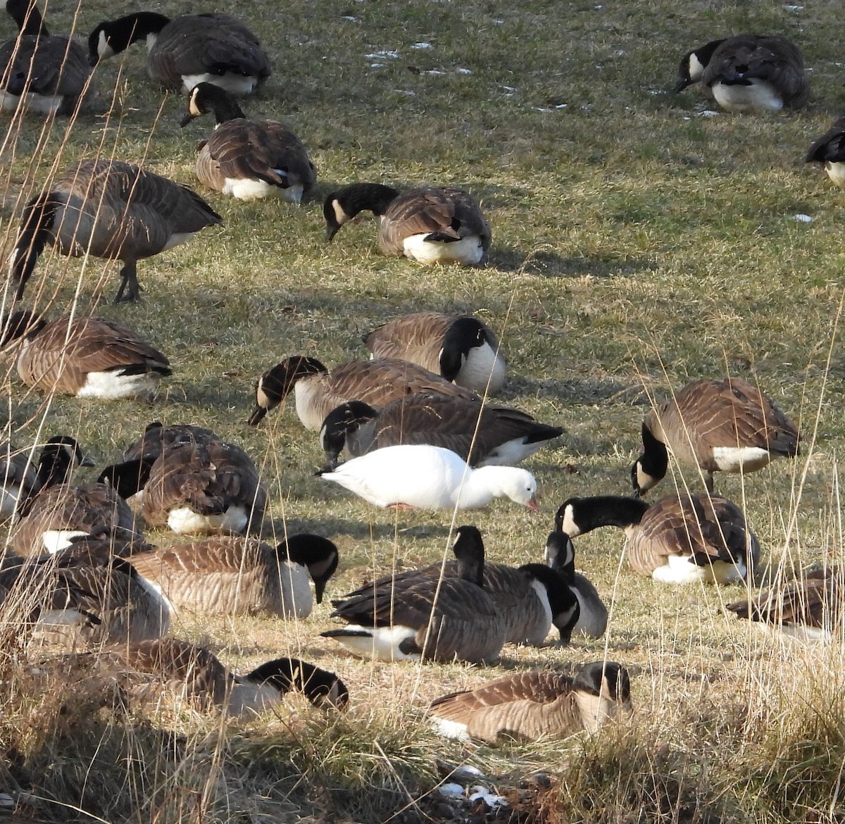 Ross's Goose - ML646999516