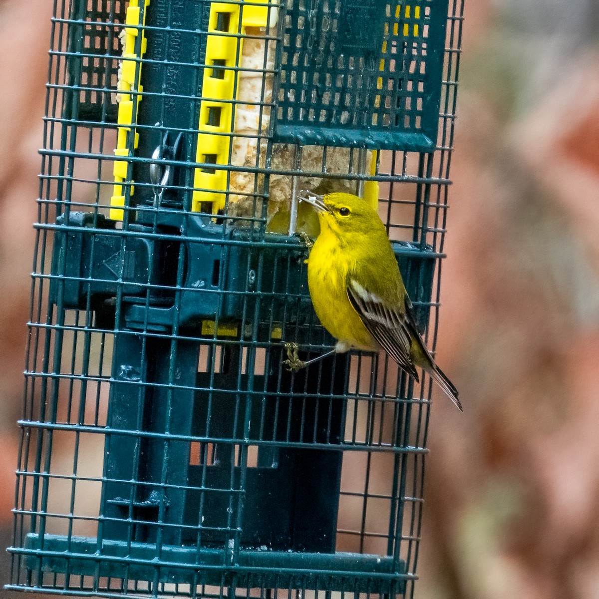 Pine Warbler - ML646999518