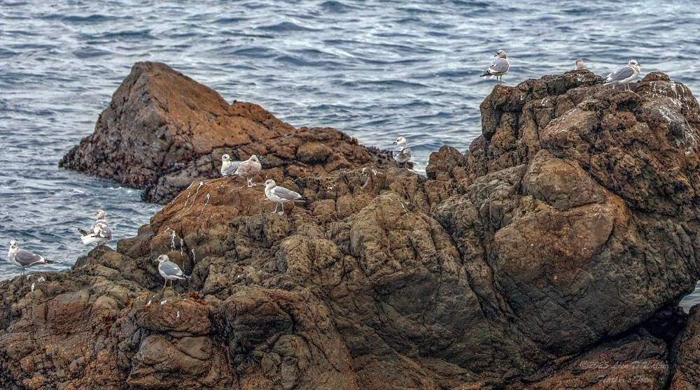 Short-billed Gull - ML646999519