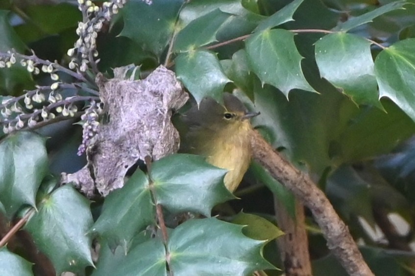 サメズアカアメリカムシクイ - ML646999520