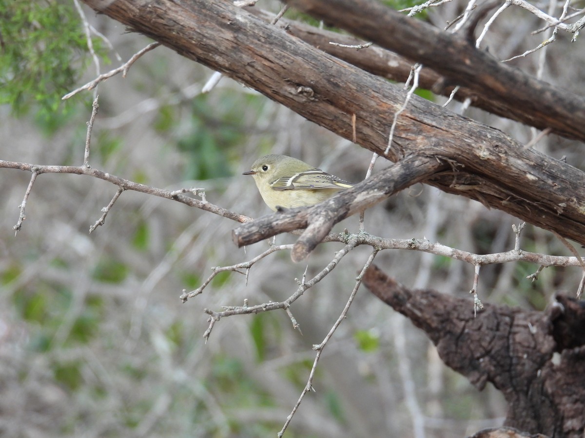 králíček americký - ML646999523