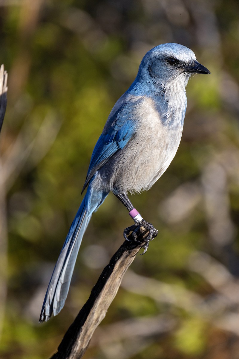 Florida Scrub-Jay - ML646999527