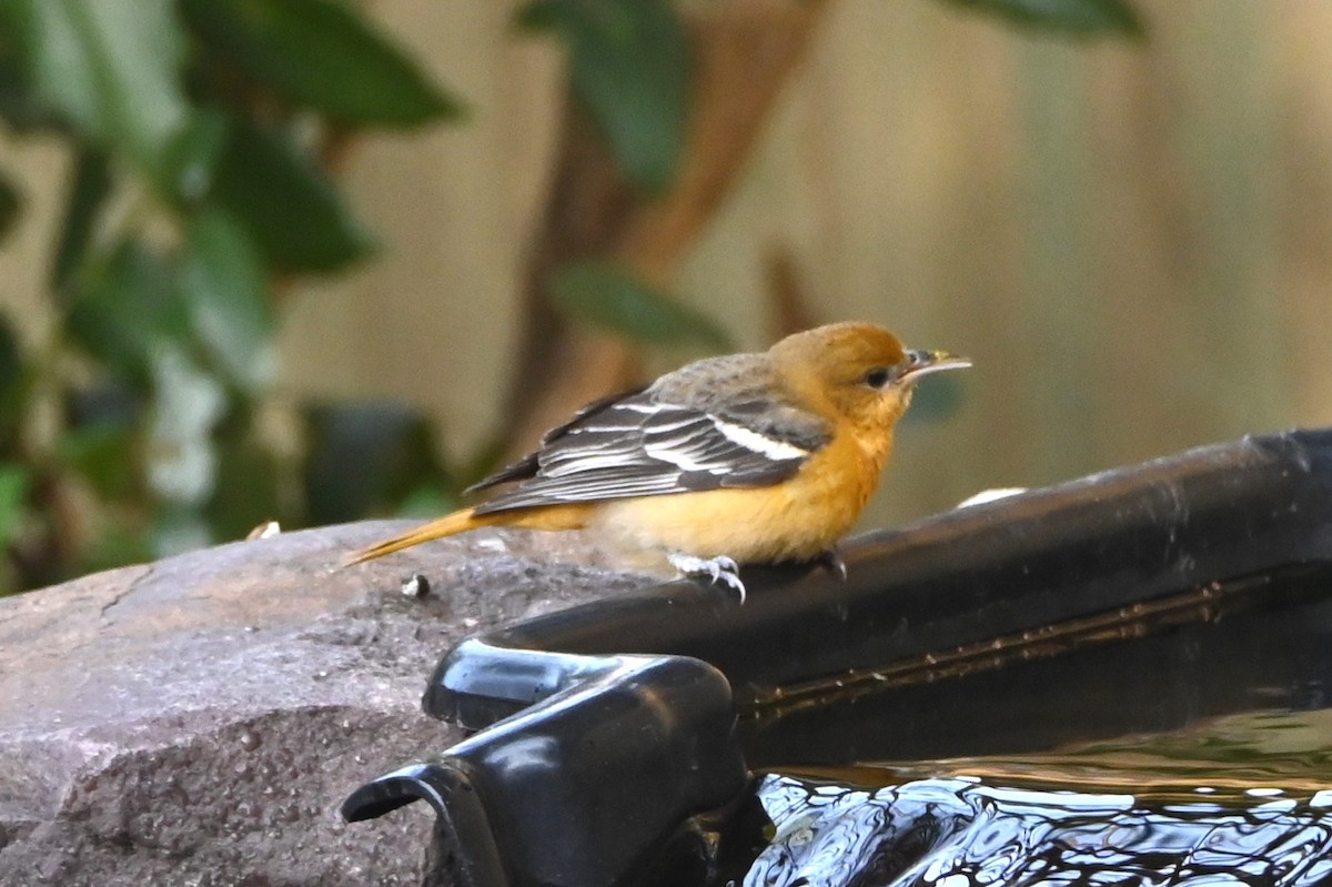 ボルチモアムクドリモドキ - ML646999529