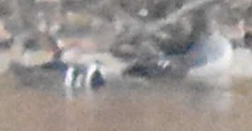 Smergo dal cappuccio - ML646999530