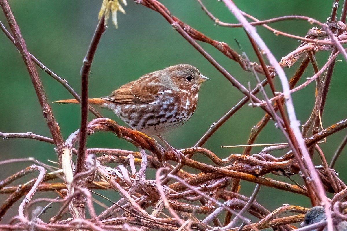 strnadec kaštanový - ML646999532