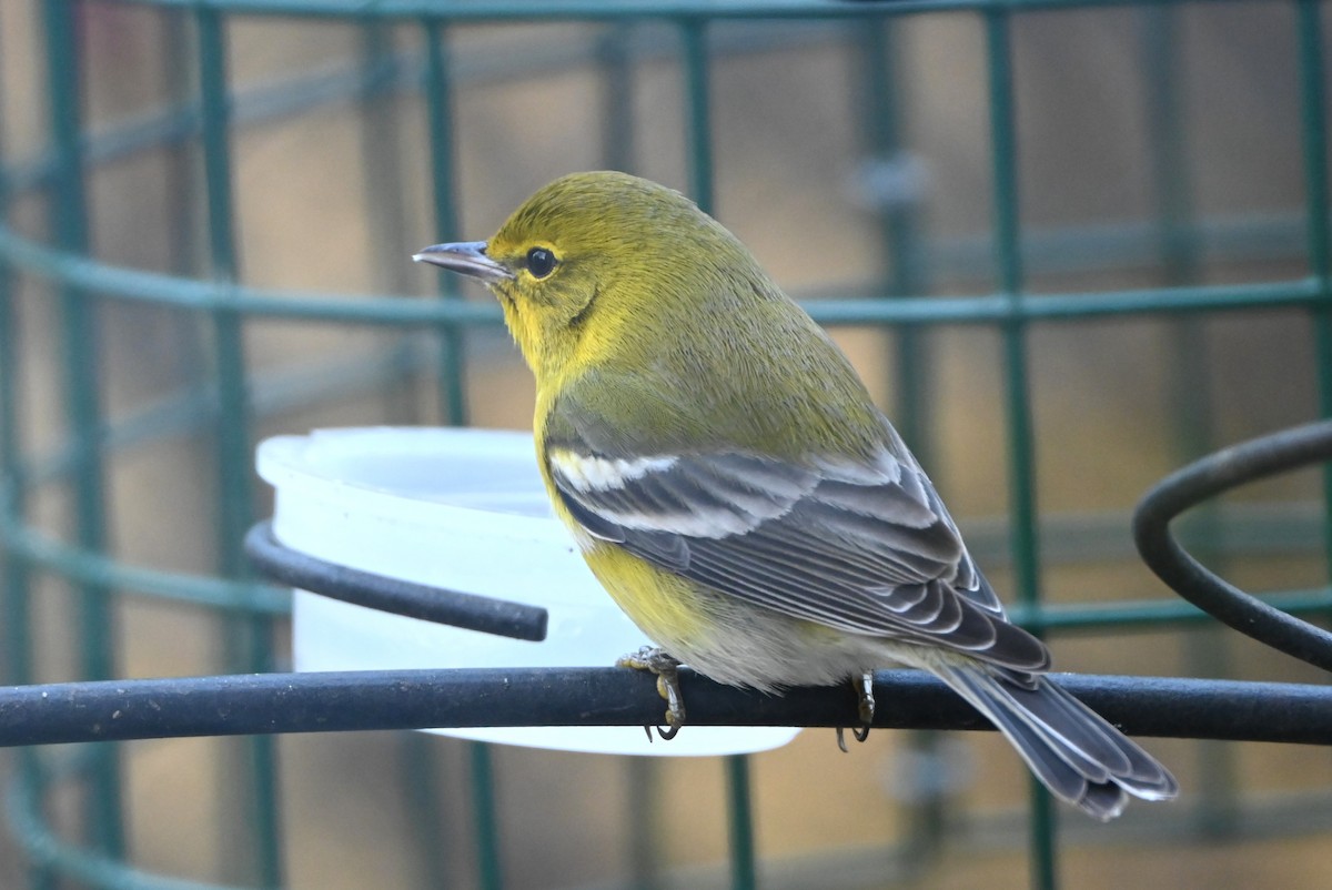 マツアメリカムシクイ - ML646999544