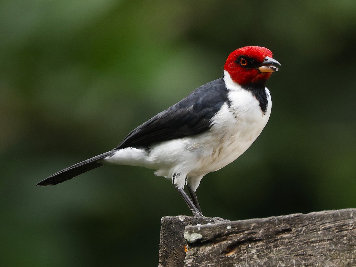 Red-capped Cardinal (Red-capped) - John Mills