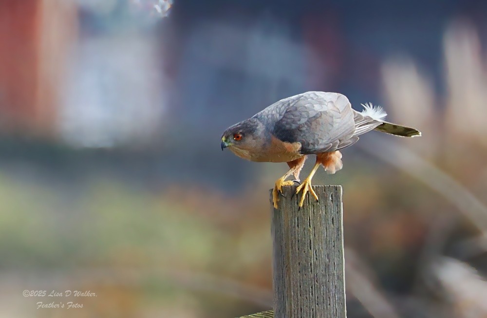 Cooper's Hawk - ML646999551