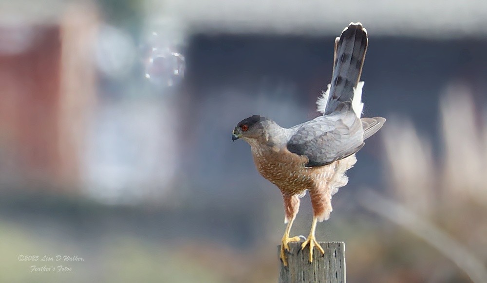 Cooper's Hawk - ML646999552