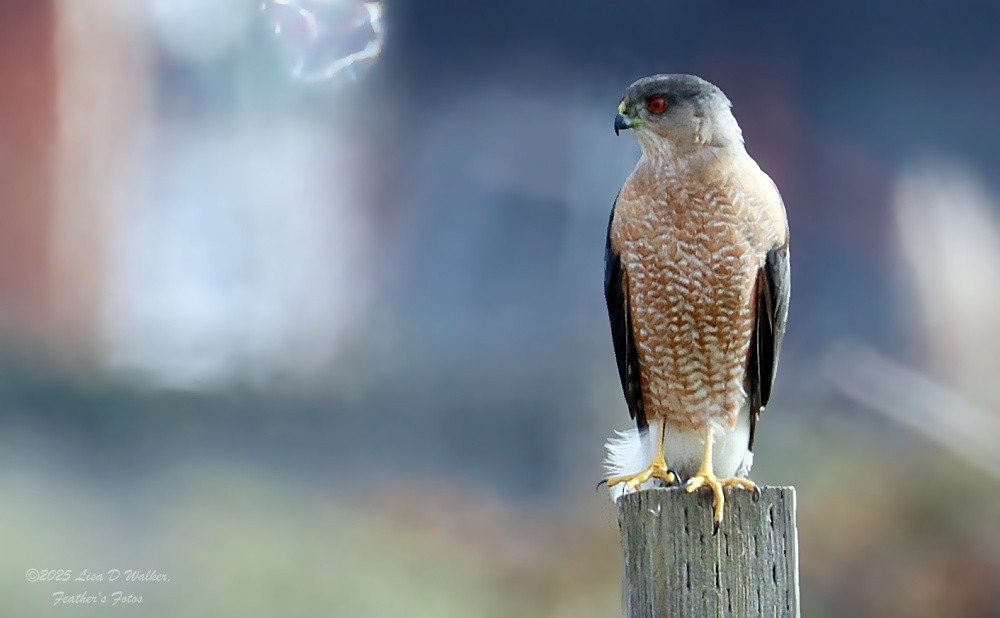 Cooper's Hawk - ML646999553