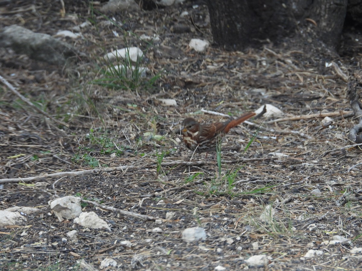 strnadec kaštanový - ML646999557