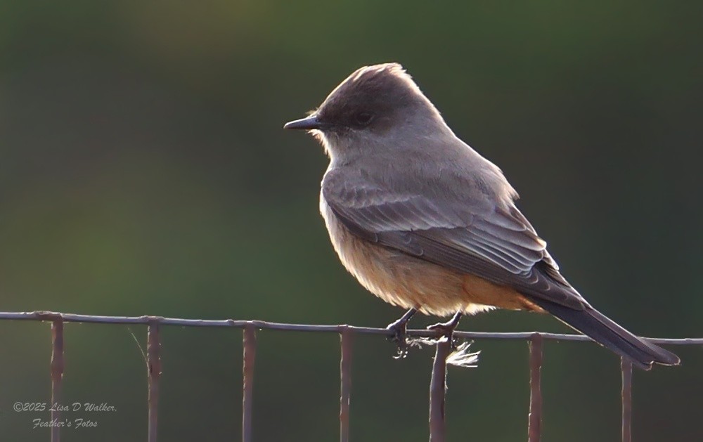 Say's Phoebe - ML646999558