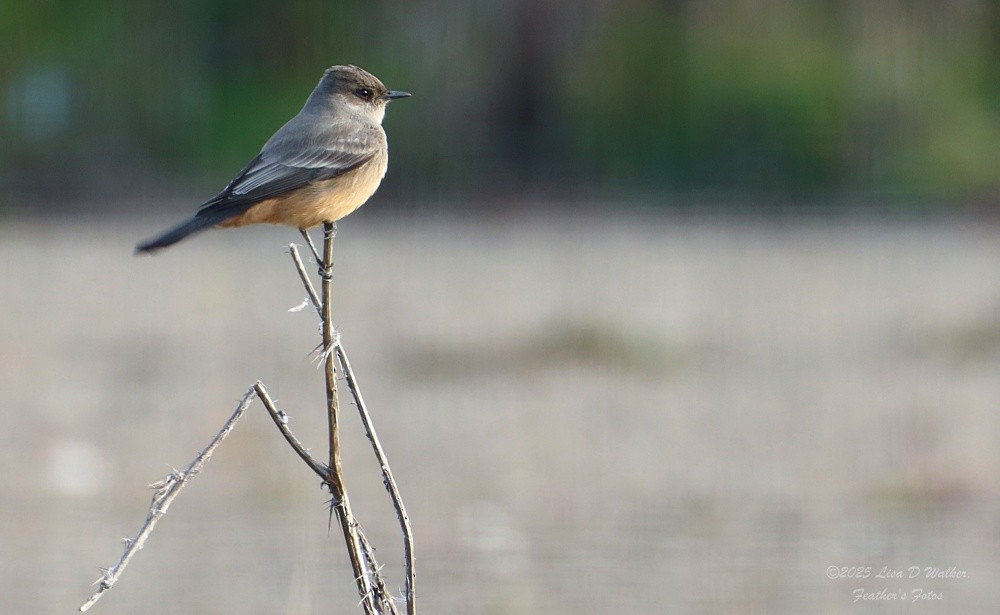 Say's Phoebe - ML646999559