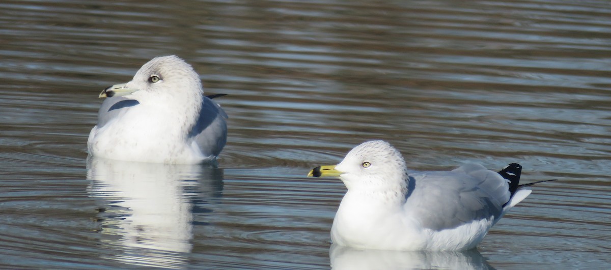 Ring-billed Gull - ML646999560