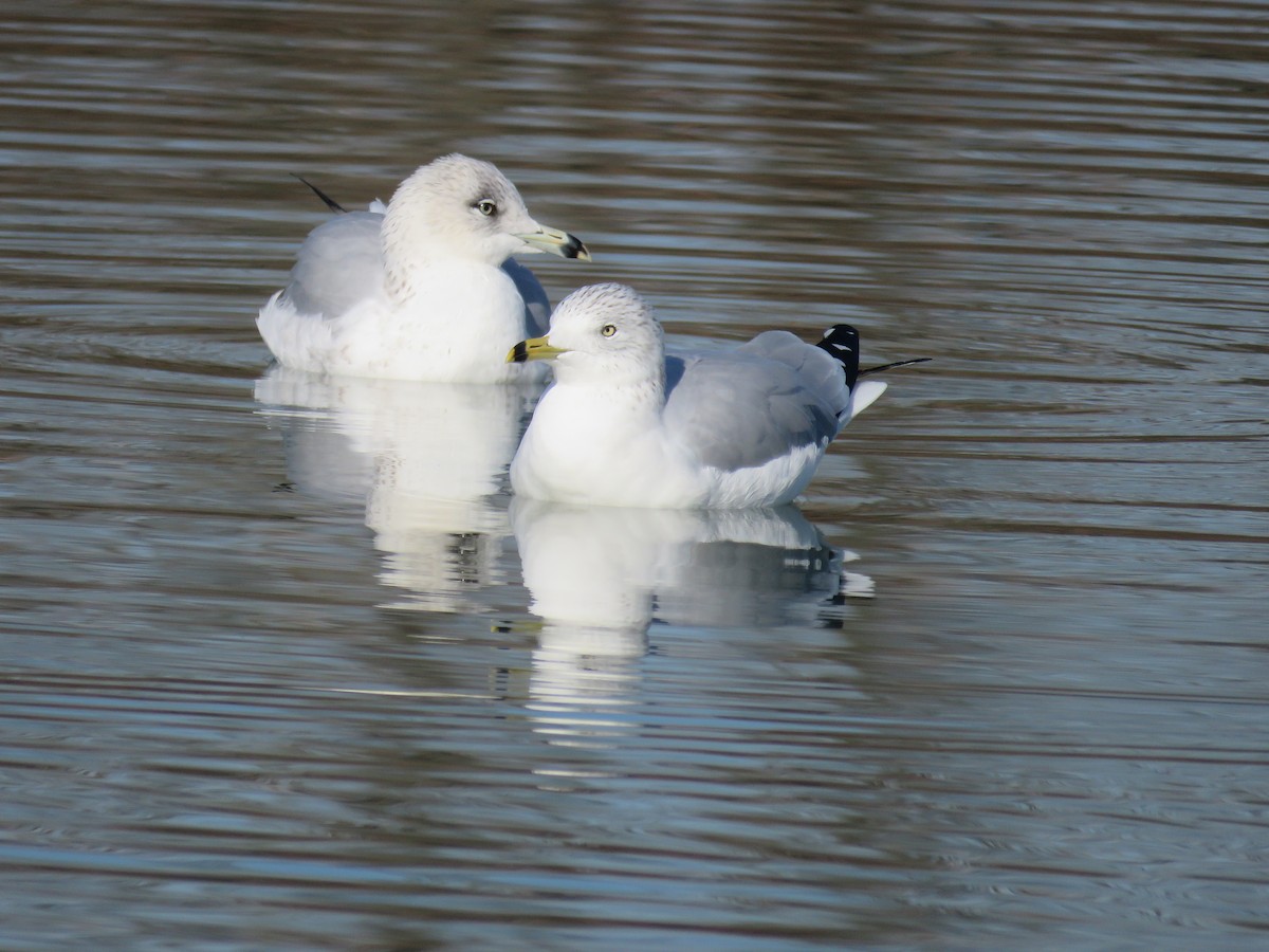 Ring-billed Gull - ML646999561
