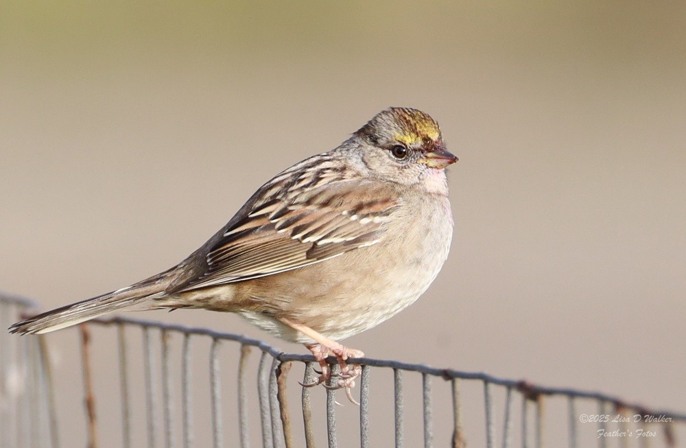 Golden-crowned Sparrow - ML646999573