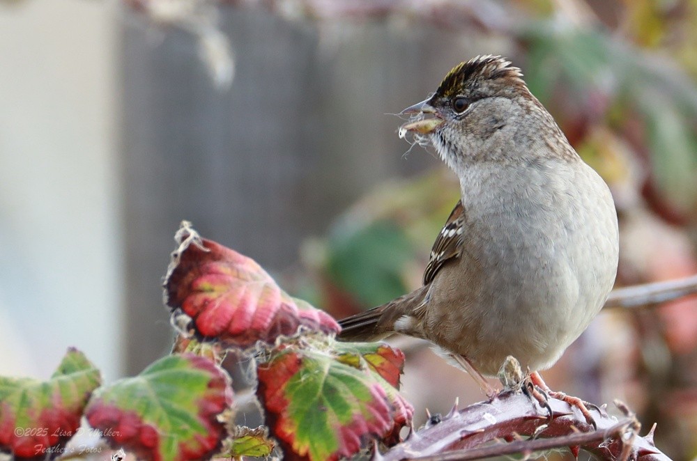 Golden-crowned Sparrow - ML646999574